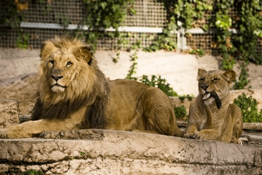 lions