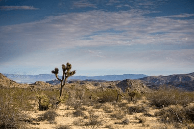 Joshua Tree national park