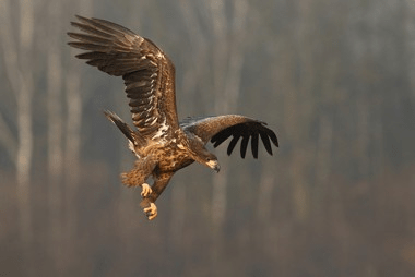 eagle flying