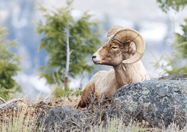 bighorn sheep
