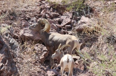 sheep on mountains